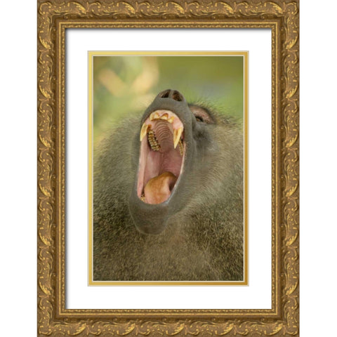 Tanzania, Lake Manyara Olive baboon yawning Gold Ornate Wood Framed Art Print with Double Matting by Morris, Arthur