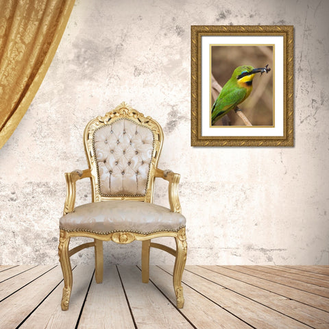 Tanzania, Lake Manyara NP Bee-eater on a branch Gold Ornate Wood Framed Art Print with Double Matting by Kirkland, Dennis