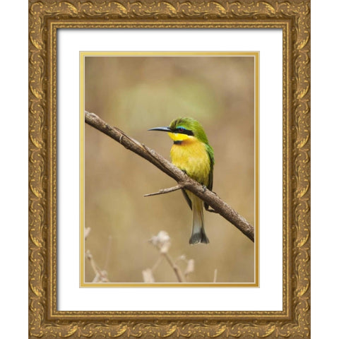 Tanzania, Lake Manyara NP Bee-eater on a branch Gold Ornate Wood Framed Art Print with Double Matting by Kirkland, Dennis