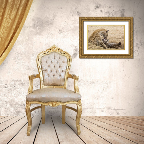Tanzania, Ngorongoro Spotted hyena licking baby Gold Ornate Wood Framed Art Print with Double Matting by Kirkland, Dennis