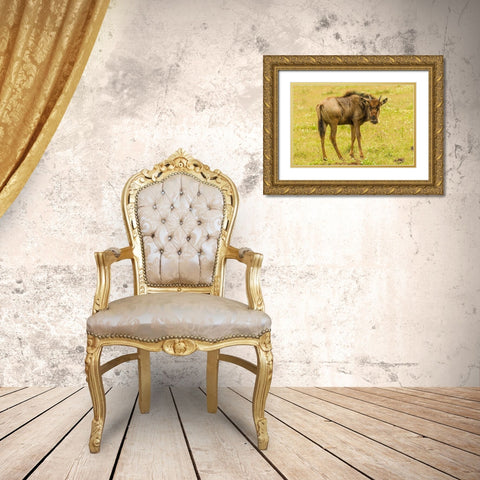 Africa-Tanzania-Ngorongoro Crater Young white-bearded wildebeest close-up  Gold Ornate Wood Framed Art Print with Double Matting by Jaynes Gallery
