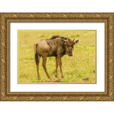 Africa-Tanzania-Ngorongoro Crater Young white-bearded wildebeest close-up  Gold Ornate Wood Framed Art Print with Double Matting by Jaynes Gallery