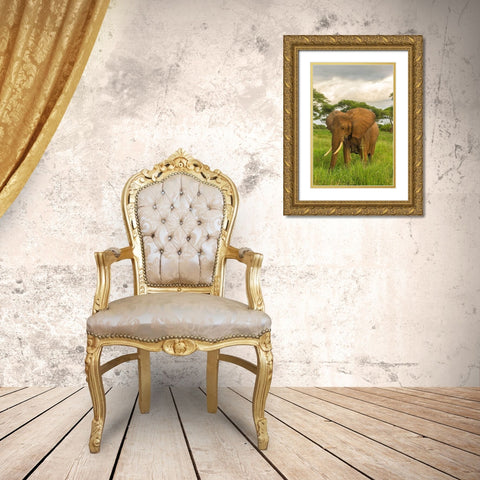 Africa-Tanzania-Tarangire National Park African elephant close-up  Gold Ornate Wood Framed Art Print with Double Matting by Jaynes Gallery