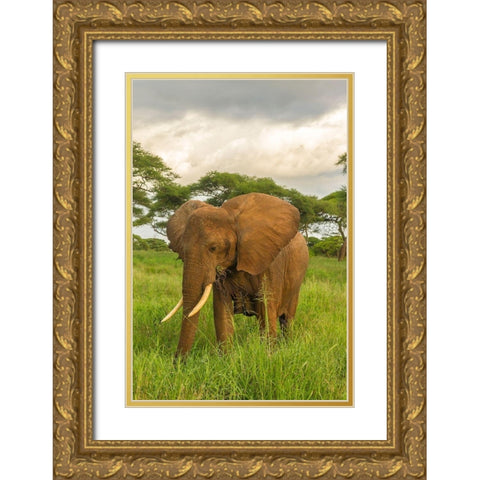 Africa-Tanzania-Tarangire National Park African elephant close-up  Gold Ornate Wood Framed Art Print with Double Matting by Jaynes Gallery