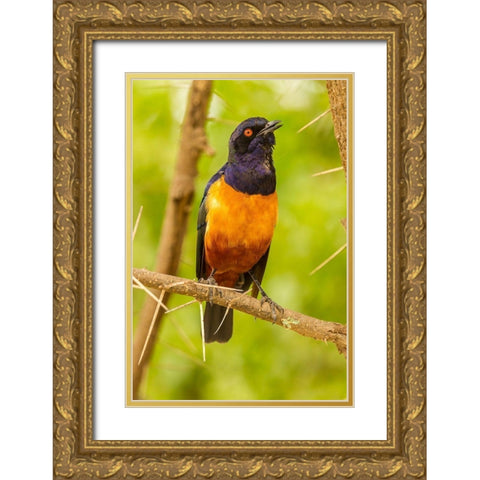 Africa-Tanzania-Serengeti National Park Hildebrandts starling on thorny tree  Gold Ornate Wood Framed Art Print with Double Matting by Jaynes Gallery