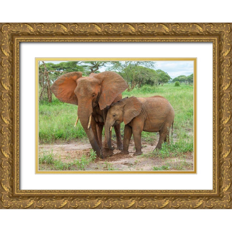 Africa-Tanzania-Tarangire National Park African elephant adult and baby  Gold Ornate Wood Framed Art Print with Double Matting by Jaynes Gallery
