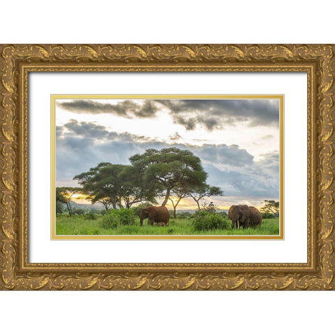 Africa-Tanzania-Tarangire National Park African elephants at sunset  Gold Ornate Wood Framed Art Print with Double Matting by Jaynes Gallery