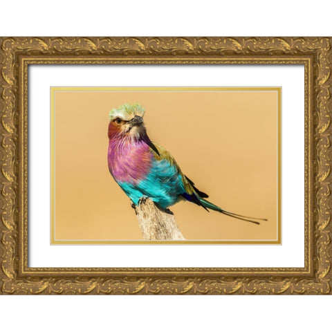 Africa-Tanzania-Serengeti National Park Lilac-breasted roller bird close-up  Gold Ornate Wood Framed Art Print with Double Matting by Jaynes Gallery