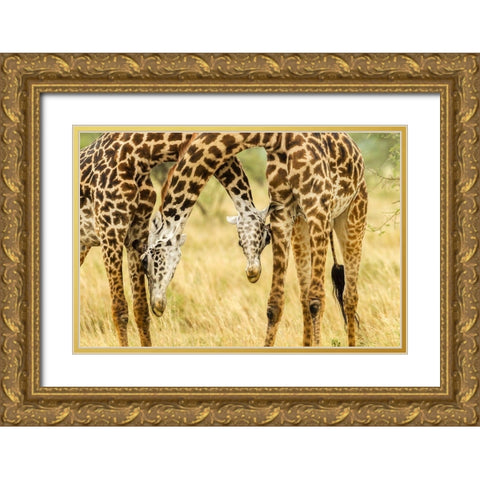 Africa-Tanzania-Serengeti National Park Young Maasai giraffes sparring  Gold Ornate Wood Framed Art Print with Double Matting by Jaynes Gallery