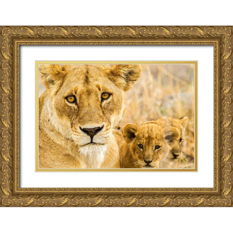 Africa-Tanzania-Serengeti National Park African lioness and cubs  Gold Ornate Wood Framed Art Print with Double Matting by Jaynes Gallery