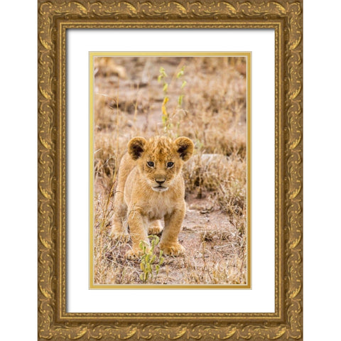 Africa-Tanzania-Serengeti National Park African lion cub close-up  Gold Ornate Wood Framed Art Print with Double Matting by Jaynes Gallery