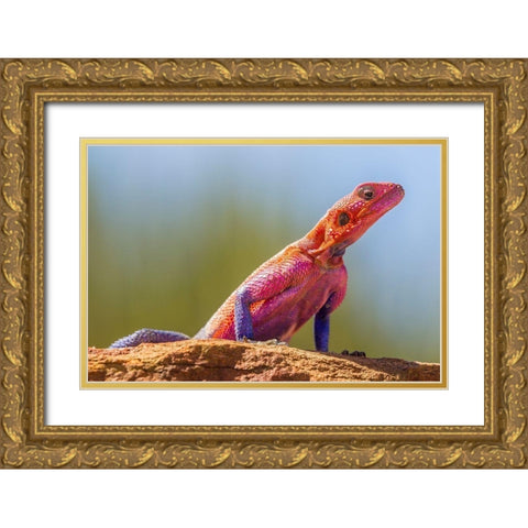 Africa-Tanzania-Serengeti National Park Agama lizard close-up  Gold Ornate Wood Framed Art Print with Double Matting by Jaynes Gallery