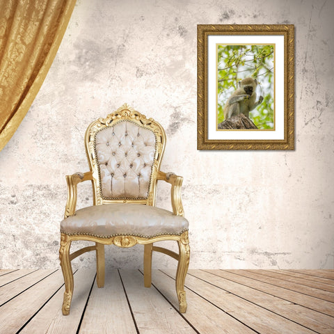 Africa-Tanzania-Tarangire National Park Young vervet monkey close-up  Gold Ornate Wood Framed Art Print with Double Matting by Jaynes Gallery