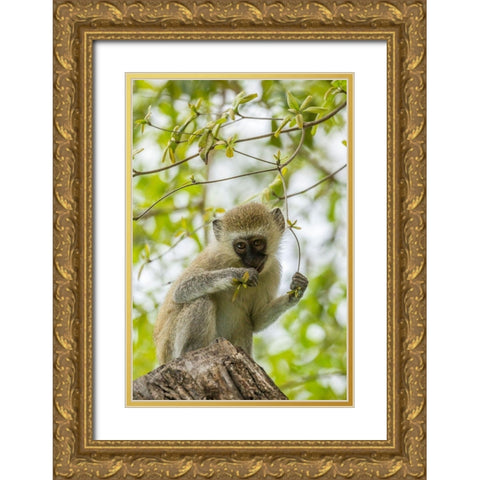Africa-Tanzania-Tarangire National Park Young vervet monkey close-up  Gold Ornate Wood Framed Art Print with Double Matting by Jaynes Gallery