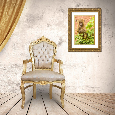 Africa-Tanzania-Lake Manyara National Park Olive baboon baby close-up  Gold Ornate Wood Framed Art Print with Double Matting by Jaynes Gallery