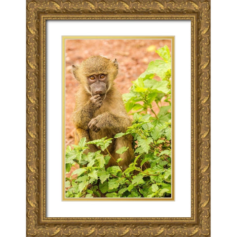 Africa-Tanzania-Lake Manyara National Park Olive baboon baby close-up  Gold Ornate Wood Framed Art Print with Double Matting by Jaynes Gallery