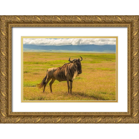 Africa-Tanzania-Ngorongoro Crater White bearded wildebeest on plain  Gold Ornate Wood Framed Art Print with Double Matting by Jaynes Gallery