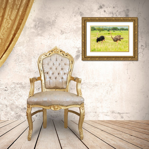 Africa-Tanzania-Tarangire National Park Ostrich male and female close-up  Gold Ornate Wood Framed Art Print with Double Matting by Jaynes Gallery