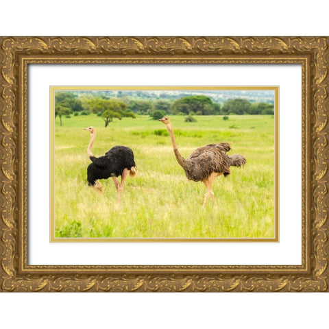 Africa-Tanzania-Tarangire National Park Ostrich male and female close-up  Gold Ornate Wood Framed Art Print with Double Matting by Jaynes Gallery