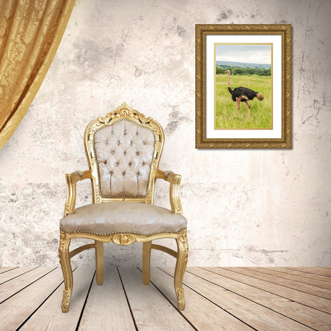 Africa-Tanzania-Tarangire National Park Ostrich male close-up  Gold Ornate Wood Framed Art Print with Double Matting by Jaynes Gallery