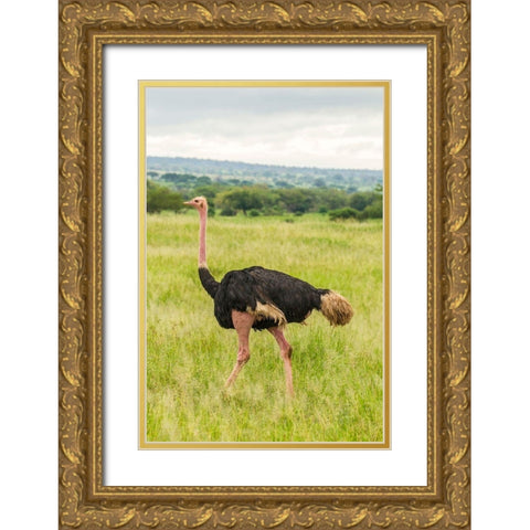 Africa-Tanzania-Tarangire National Park Ostrich male close-up  Gold Ornate Wood Framed Art Print with Double Matting by Jaynes Gallery