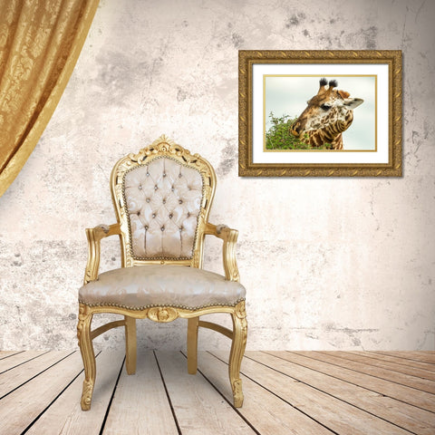 Africa-Tanzania-Tarangire National Park Maasai giraffe eating tree leaves  Gold Ornate Wood Framed Art Print with Double Matting by Jaynes Gallery