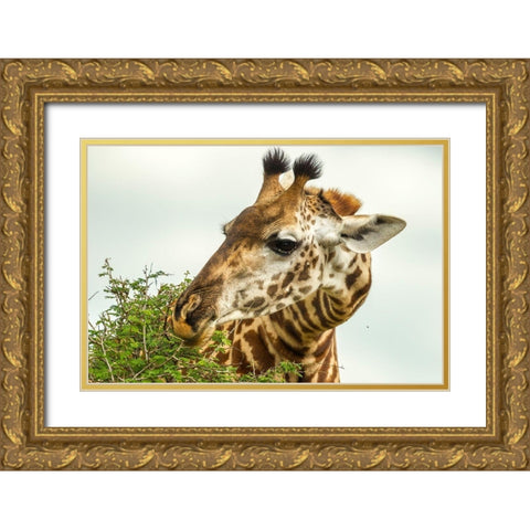 Africa-Tanzania-Tarangire National Park Maasai giraffe eating tree leaves  Gold Ornate Wood Framed Art Print with Double Matting by Jaynes Gallery