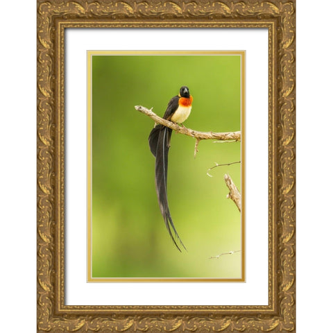 Africa-Tanzania-Tarangire National Park Paradise whydah bird on limb  Gold Ornate Wood Framed Art Print with Double Matting by Jaynes Gallery