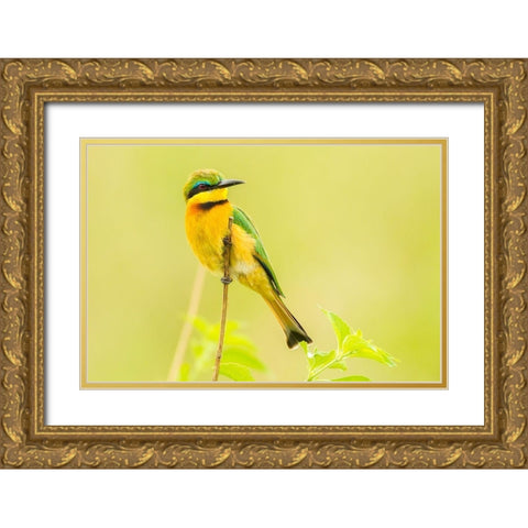 Africa-Tanzania-Tarangire National Park Little bee eater close-up  Gold Ornate Wood Framed Art Print with Double Matting by Jaynes Gallery