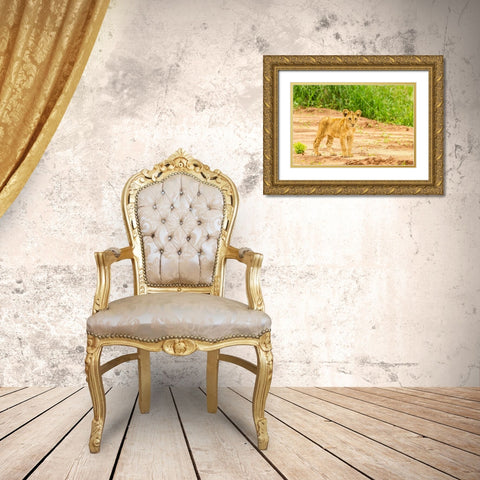 Africa-Tanzania-Tarangire National Park Lion cub close-up  Gold Ornate Wood Framed Art Print with Double Matting by Jaynes Gallery