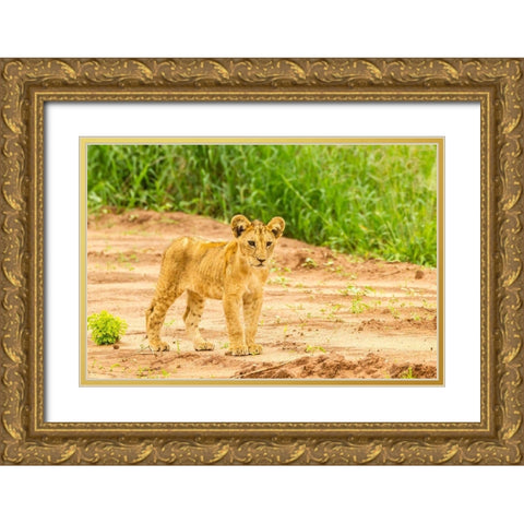 Africa-Tanzania-Tarangire National Park Lion cub close-up  Gold Ornate Wood Framed Art Print with Double Matting by Jaynes Gallery