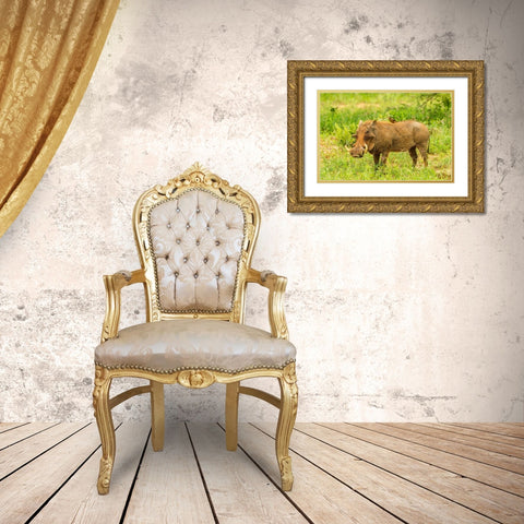 Africa-Tanzania-Tarangire National Park Warthog with yellow-billed Oxpecker grooming him  Gold Ornate Wood Framed Art Print with Double Matting by Jaynes Gallery