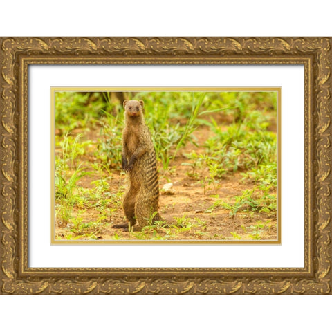 Africa-Tanzania-Tarangire National Park Banded mongoose close-up  Gold Ornate Wood Framed Art Print with Double Matting by Jaynes Gallery