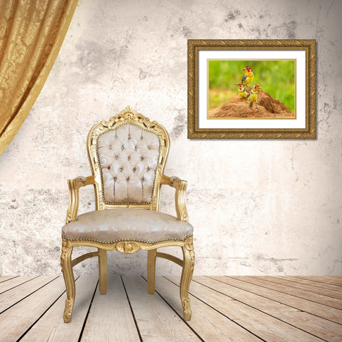 Africa-Tanzania-Tarangire National Park Red-and-yellow barbets on dirt mound  Gold Ornate Wood Framed Art Print with Double Matting by Jaynes Gallery