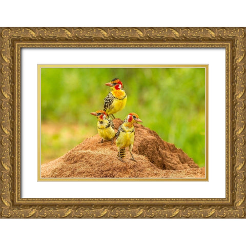 Africa-Tanzania-Tarangire National Park Red-and-yellow barbets on dirt mound  Gold Ornate Wood Framed Art Print with Double Matting by Jaynes Gallery