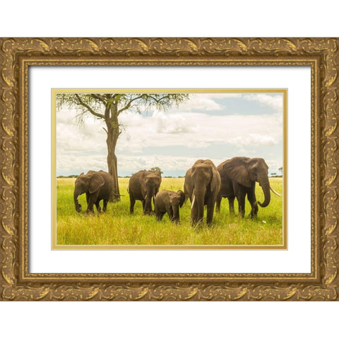 Africa-Tanzania-Tarangire National Park African elephant adults and young  Gold Ornate Wood Framed Art Print with Double Matting by Jaynes Gallery