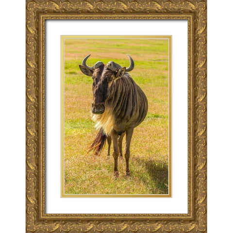 Africa-Tanzania-Ngorongoro Crater White bearded wildebeest close-up  Gold Ornate Wood Framed Art Print with Double Matting by Jaynes Gallery
