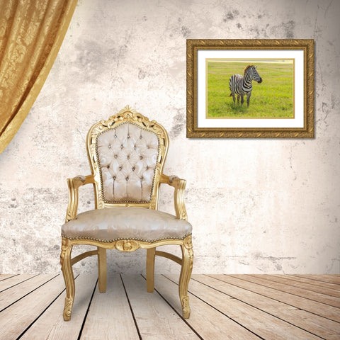 Africa-Tanzania-Ngorongoro Crater Plains zebra in field  Gold Ornate Wood Framed Art Print with Double Matting by Jaynes Gallery
