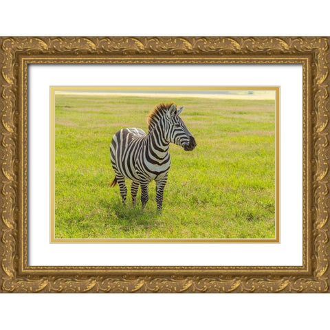 Africa-Tanzania-Ngorongoro Crater Plains zebra in field  Gold Ornate Wood Framed Art Print with Double Matting by Jaynes Gallery