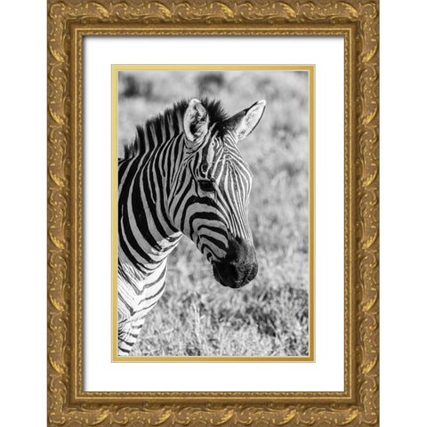 Africa-Tanzania-Ngorongoro Crater BandW of plains zebra head  Gold Ornate Wood Framed Art Print with Double Matting by Jaynes Gallery