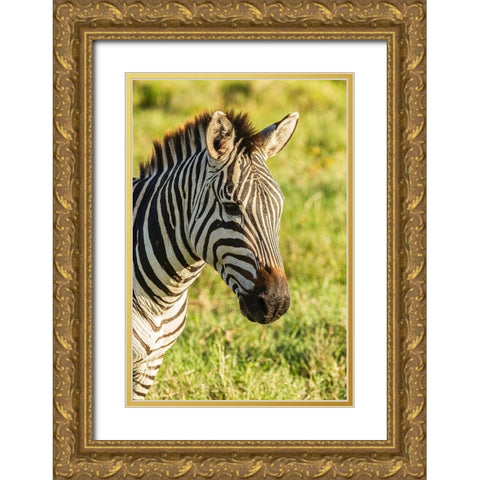 Africa-Tanzania-Ngorongoro Crater Plains zebra head  Gold Ornate Wood Framed Art Print with Double Matting by Jaynes Gallery