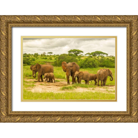 Africa-Tanzania-Tarangire National Park African elephant adults and young  Gold Ornate Wood Framed Art Print with Double Matting by Jaynes Gallery