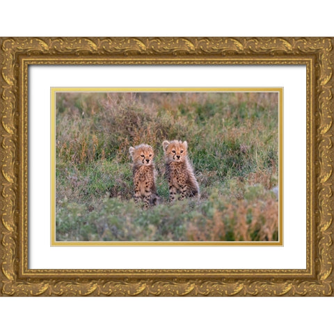 Africa-Tanzania-Serengeti National Park Baby cheetahs close-up  Gold Ornate Wood Framed Art Print with Double Matting by Jaynes Gallery