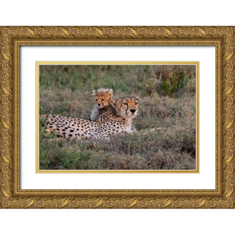 Africa-Tanzania-Serengeti National Park Mother cheetah and baby  Gold Ornate Wood Framed Art Print with Double Matting by Jaynes Gallery