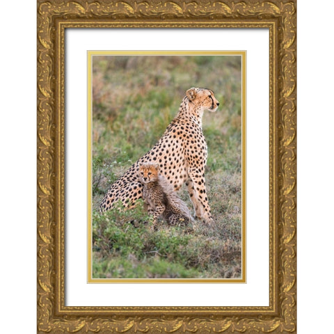 Africa-Tanzania-Serengeti National Park Mother cheetah and baby  Gold Ornate Wood Framed Art Print with Double Matting by Jaynes Gallery