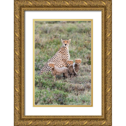 Africa-Tanzania-Serengeti National Park Mother cheetah and young  Gold Ornate Wood Framed Art Print with Double Matting by Jaynes Gallery