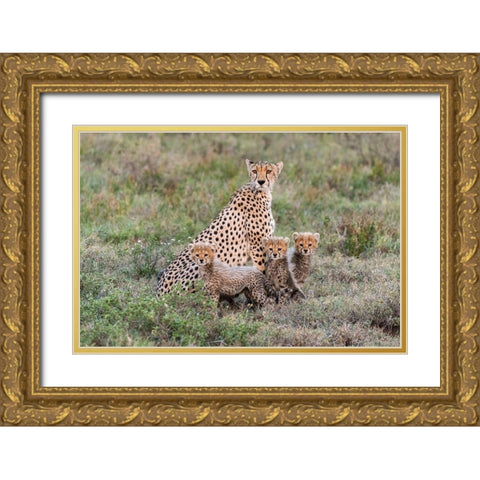 Africa-Tanzania-Serengeti National Park Mother cheetah and young  Gold Ornate Wood Framed Art Print with Double Matting by Jaynes Gallery
