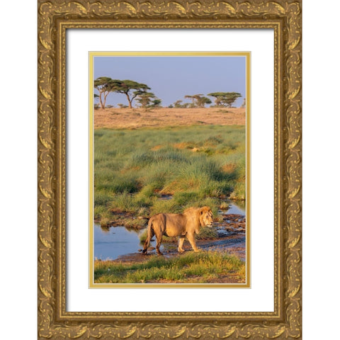 Africa-Tanzania-Serengeti National Park Male lion and water  Gold Ornate Wood Framed Art Print with Double Matting by Jaynes Gallery
