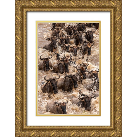 Africa-Tanzania-Serengeti National Park Wildebeests crossing Mara River  Gold Ornate Wood Framed Art Print with Double Matting by Jaynes Gallery