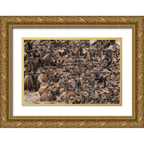 Africa-Tanzania-Serengeti National Park Wildebeests crossing Mara River  Gold Ornate Wood Framed Art Print with Double Matting by Jaynes Gallery